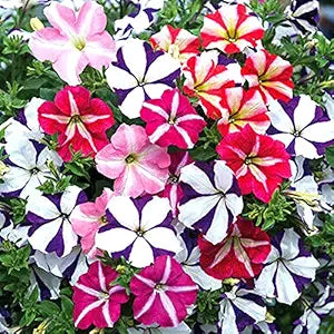 Double Petal Petunia Flower - for planting in home garden